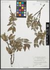 Foto von Salix glaucosericea Flod.